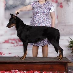 Kayce - Beauceron