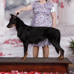Kayce - Beauceron