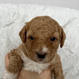 Juliet - Apricot female Goldendoodle puppy in New Britain, Connecticut from Goldendoodles Yorkiepoo Stars CT
