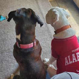 Boxer All Grown Up from Moonlitboxers