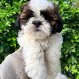 Teddy - Brindle and white male Shih Tzu puppy in Northridge, California from Our ShihTzu Family