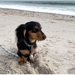 Dachshund Puppies from DreamHaven Kennel