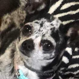 Chloe - Chihuahua