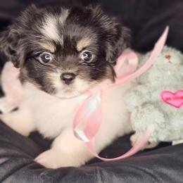Fava Bean - White female Tibetan Spaniel puppy in Vancouver, Washington from Trillium Tibetan Spaniels