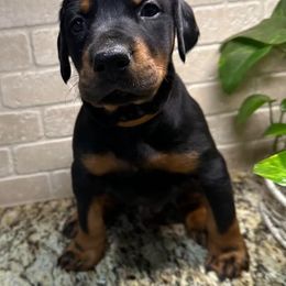 Sarge - Black and rust male Doberman Pinscher puppy in Boyd, Texas from Team Feem Breeders