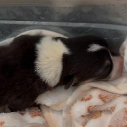 AKC RHT Green - Black and tan male Pembroke Welsh Corgi puppy in Summerfield, Florida from Promise Land Farm