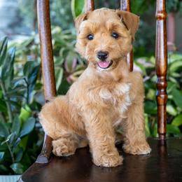 Jessie - Apricot female Schnoodle puppy in Grove, Oklahoma from Grand Lake Poodles & Doodles