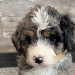 Merl - Blue merle male Bernedoodle puppy in Camden, Michigan from FurEver Friends Finder