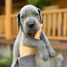 Bonnie - Blue female Great Dane puppy in Beulah, Michigan from Northwood Euro Danes and Bassets