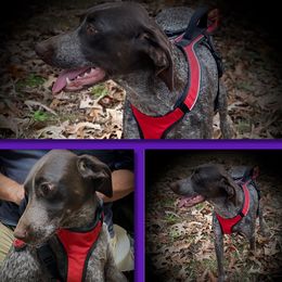 benelli - German Shorthaired Pointer