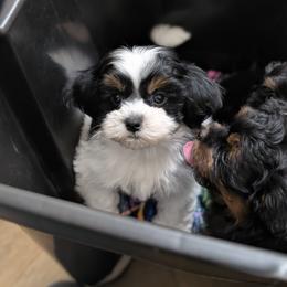 Lisa - Black and white female Shihpoo puppy in Coshocton, Ohio from Forever Family Puppies