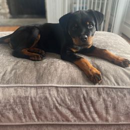 Rottweiler Puppies from Harris Hill Rottweilers