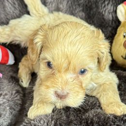 Ginger - CF2563 - Caramel female Australian Labradoodle puppy in Easley, South Carolina from Royal Diamond Labradoodles