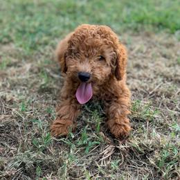 Ron - Red  male Poodle puppy in Bells, Texas from Partridge Doodles and Poodles