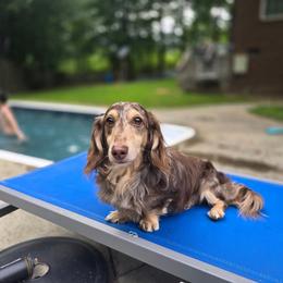 Seamus - Dachshund