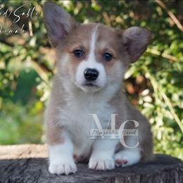 Sequin - Sable female Pembroke Welsh Corgi puppy in Straughn, Alabama from Magnolia Creek Corgis