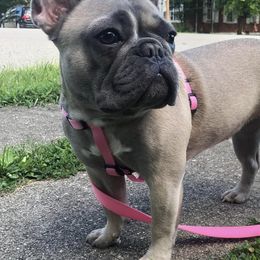 French Bulldogs from Pennington Family Frenchies