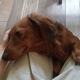 Little dude - Dachshund