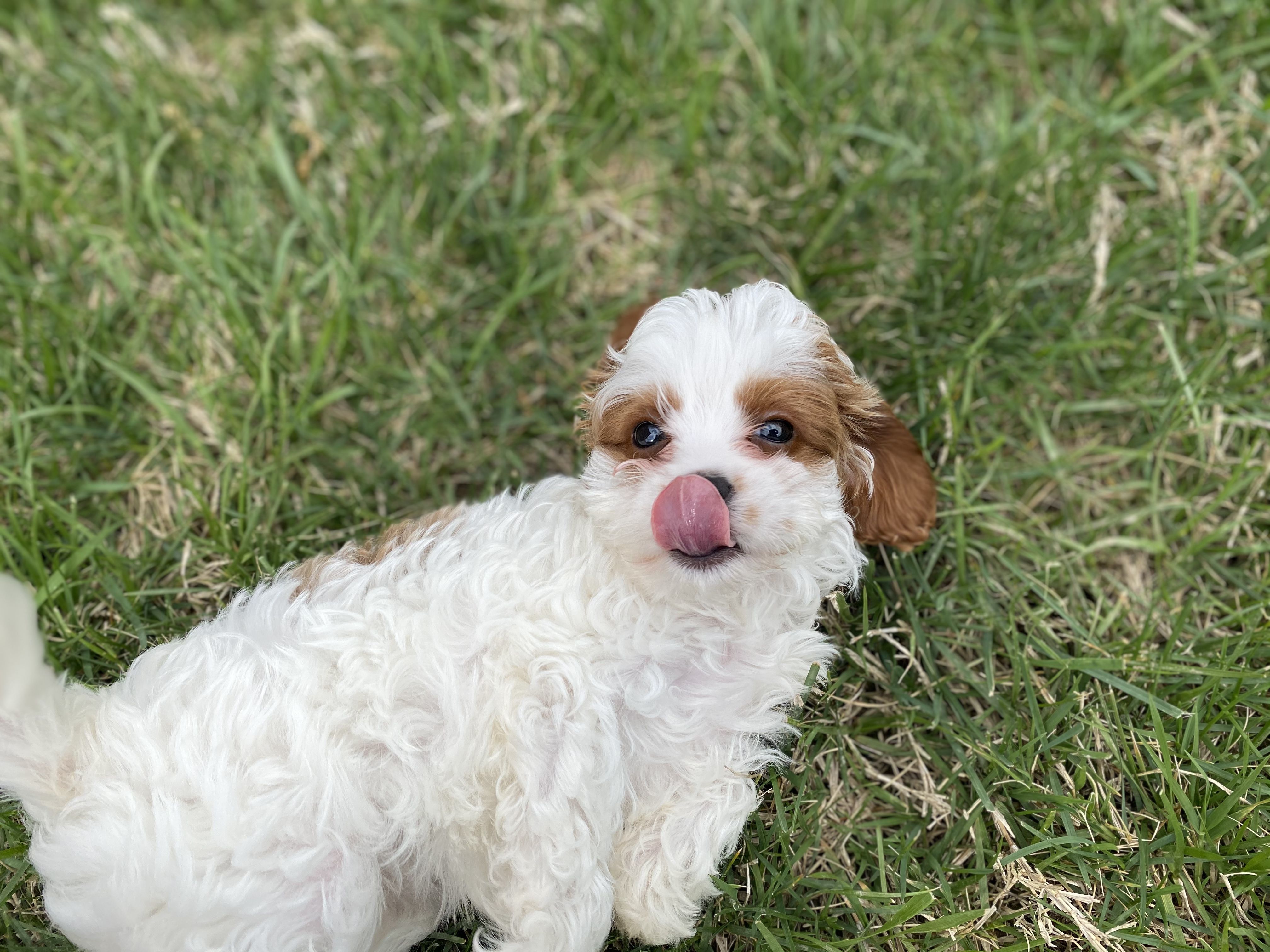 Moonbeam Pups In Tennessee 