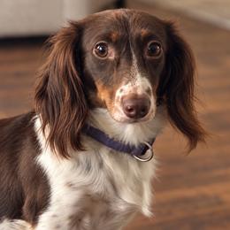 Lucy Lu (LULU) - Chocolate female Dachshund puppy in Hartsville, Tennessee from B+B Miniature Dachshunds