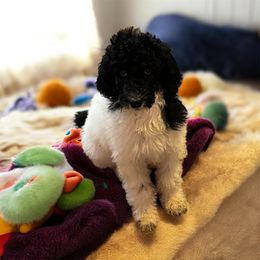 Reba - Parti female Poodle puppy in Washington, Pennsylvania from Patriotic Poodles