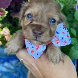 Chocolate based shaded cream dapple - Dapple female Dachshund puppy in Payette, Idaho from NT Mini Doxies