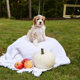 Goldendoodle Puppies from Ellie's Goldendoodles