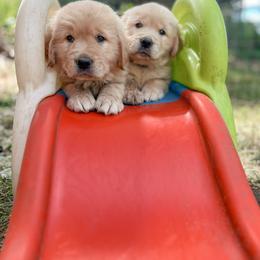 Golden Retriever Puppies from Rose n’ Thistle Farm