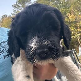 Coconut - Parti male Goldendoodle puppy in Greensboro, Georgia from B’s Doodles