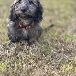 Quade - Dachshund