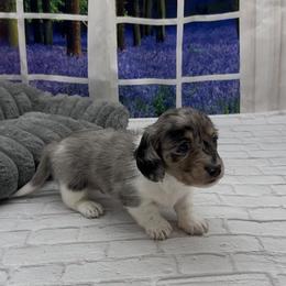 Black and Cream Dapple Piebald Smooth Male - Dapple male Dachshund puppy in Killeen, Texas from Southern Dachshunds