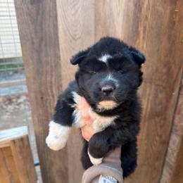 Girl 3 - Black and white female Siberian Husky puppy in Iron River, Wisconsin from Wiemeri Siberians