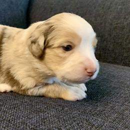 "Skye" Miniature Australian Shepherd Puppies from Integrity Aussies Tx