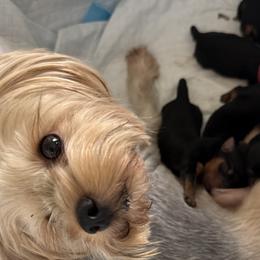 Yorkshire Terriers from Cash N Callie