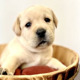 Girl 2 - Yellow Labrador Retriever puppy in Waxhaw, North Carolina from Blacks Run Retrievers