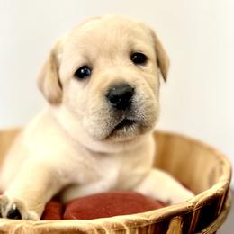 Girl 2 - Yellow Labrador Retriever puppy in Waxhaw, North Carolina from Blacks Run Retrievers