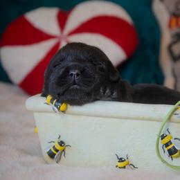 Clove - Black female Labrador Retriever puppy in Ridgecrest, California from Black Mountain Service Dogs