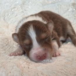Girl 1 - Red tri-color female Australian Shepherd puppy in Leavenworth, Kansas from Silverbrook Australian Shepherds