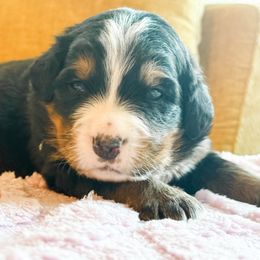 Pepper - Black and rust female Bernese Mountain Dog puppy in Purcell, Oklahoma from Swiss Berner Bears