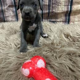 No collar - Gray female Cane Corso puppy in Fritch, Texas from Carrie Brown's Cane Corsos