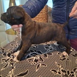 Number 2 - Black male Staffordshire Bull Terrier puppy in Killeen, Texas from Miguel's Staffordshire Bull Terriers