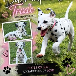 Trixie - White and black female Dalmatian puppy in Mt. Vernon, Texas from Double B