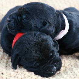 Labrador Retrievers from Swatara Creek Labradors LLC