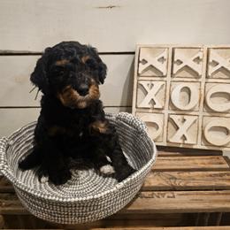 Mint collar - Phantom female Bernedoodle puppy in Shelby, North Carolina from Forever Grateful Doodles