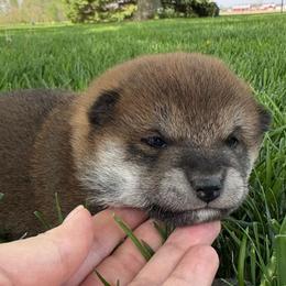Zania - Sesame female Shiba Inu puppy in Covington, Ohio from Rustic Country Shibas