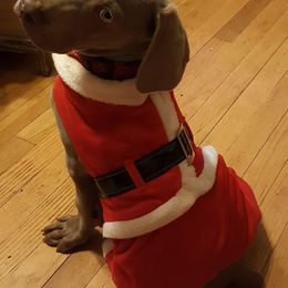 Weimaraner Puppies from North Georgia Weims