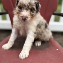 Bordoodle Puppies from Borders of Eby Eden