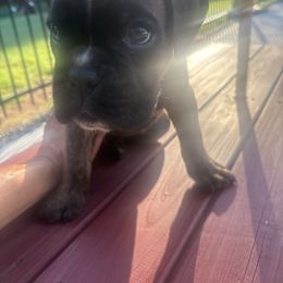 Duke - Brindle male Boxer puppy in Georgia from Roxy’s Boxers