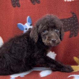 Akc Doppio - Phantom male Poodle puppy in Overbrook, Kansas from Hidden Springs Poodles LLC