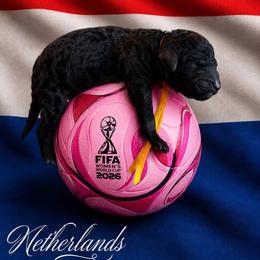 Netherlands - Black female Goldendoodle puppy in Houston, Texas from Were The Mack'Doodles